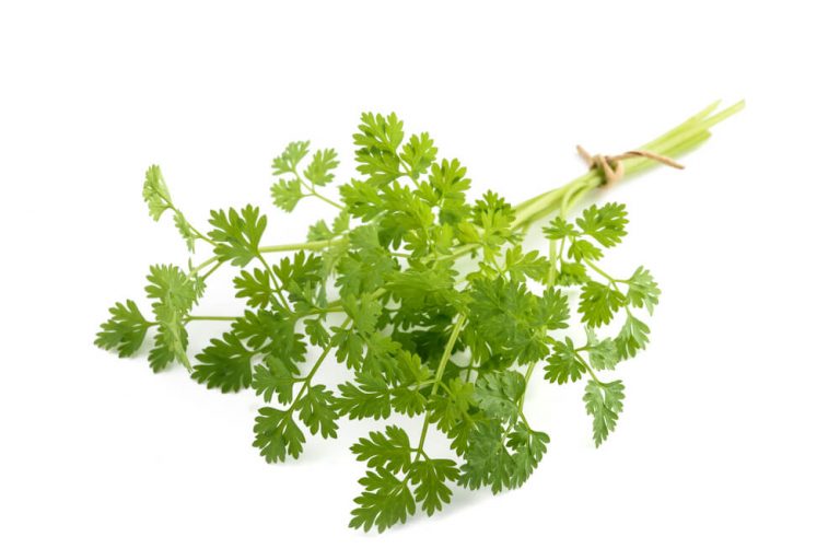 A bunch of Chervil that prefers to grow in the cool and most environment