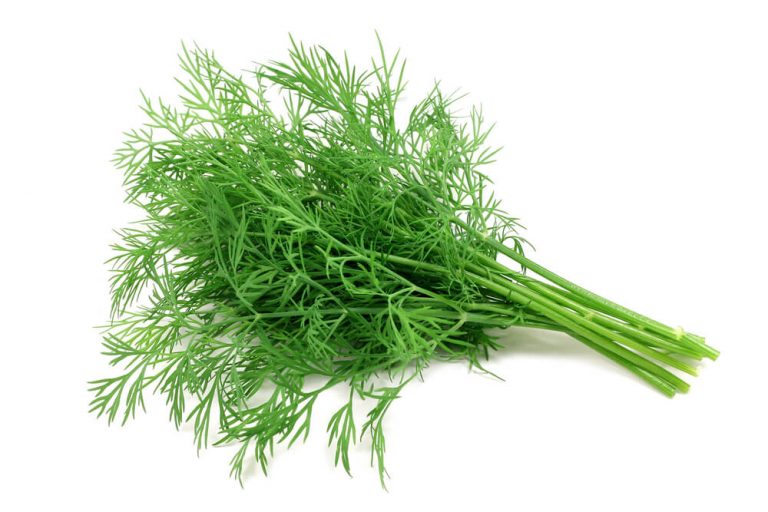 Dill comes from the Mediterranean region at Southern Russia and West Africa.