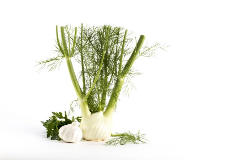 Fennel fronds are commonly used as fresh herb popular to be mixed with fresh salads