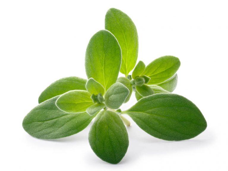 Marjoram is used as a cooking additive and is a favorite to add flavor to soups and sauces