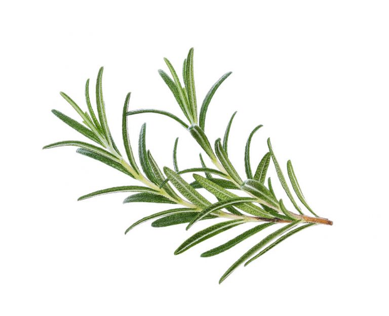 Rosemary is an herb with countless uses