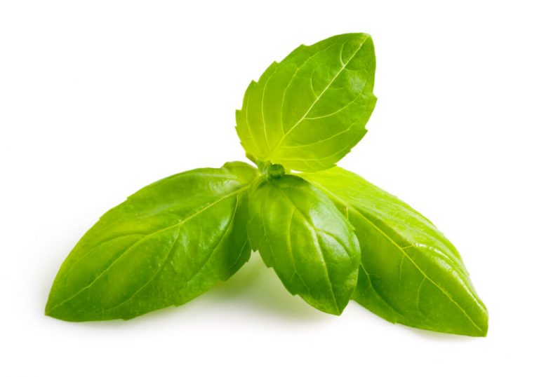 The word Basil comes from the Ancient Greek word “Basileus” translated as king