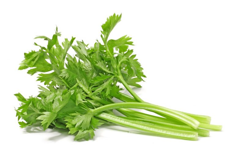 Celery and Its Pure Green Life